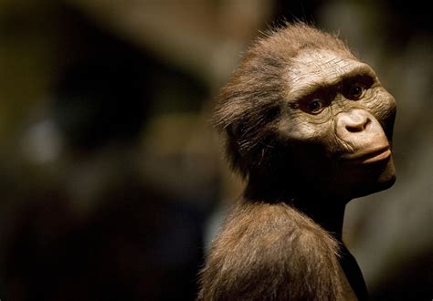 lucy australopithecus history.